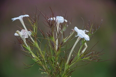 Rhamphicarpa longiflora